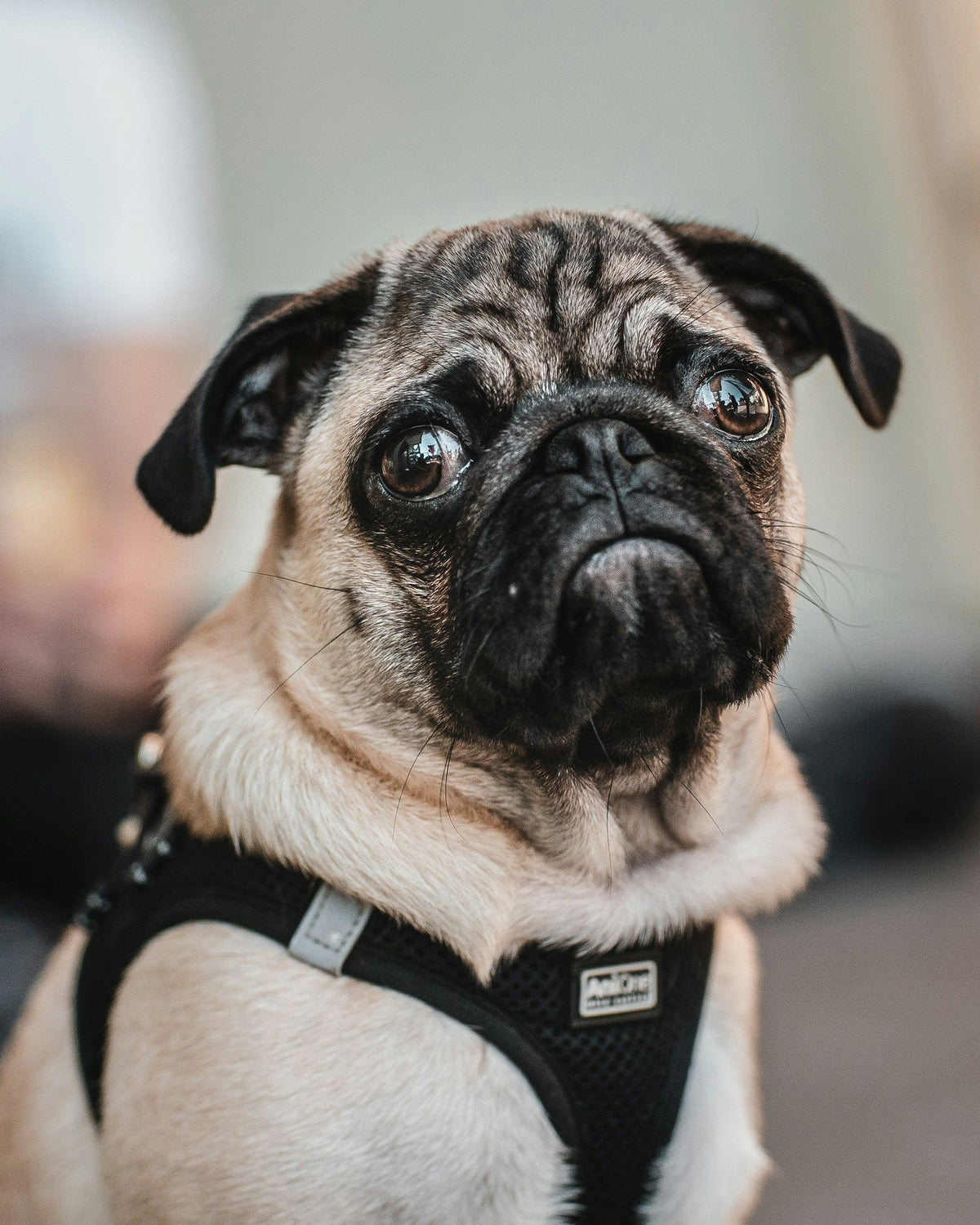 Outdoor Pet Supplies